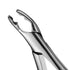 Dental Extraction Forceps American Type 150 XAS Upper Incisors, Canines &amp; Premolars